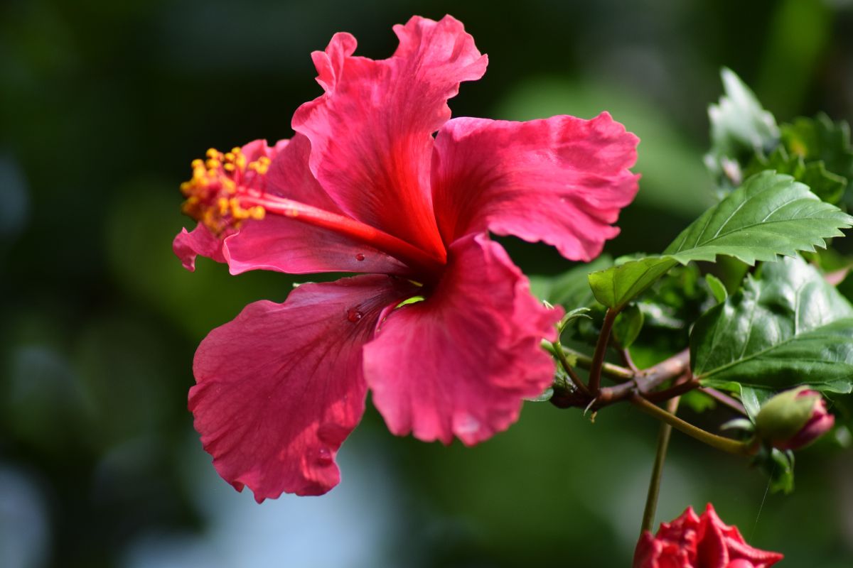 plantas que atraem pássaros Hibisco