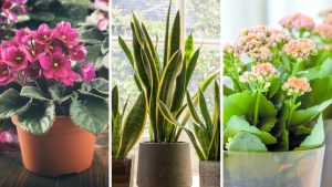 5 plantas que vão mudar sua rotina de jardinagem sem exigir troca de vaso
