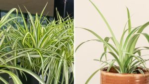 Chlorophytum comosum ‘Vittatum’