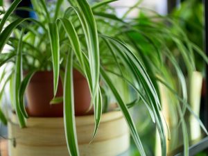 Planta Aranha e Feng Shui
