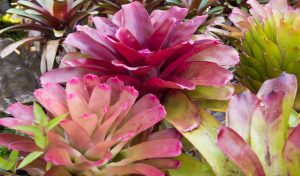 bromélia imperial em casa
