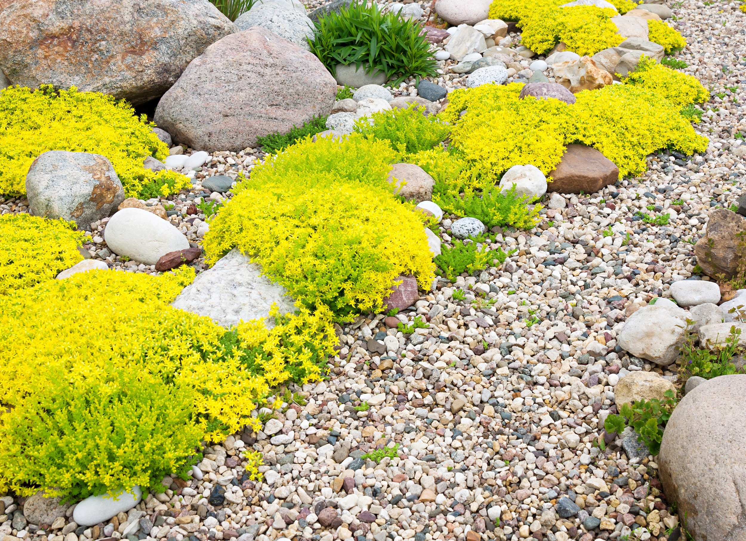 espaço de jardim com pedras grandes, plantas e cascalho