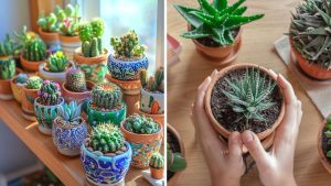 mini suculentas para cultivar em casa