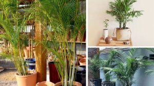 Palmeira Areca Bambu: Tudo o que você precisa saber para cultivar essa planta elegante