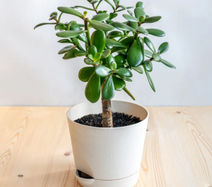 Planta Jade (Crassula ovata)