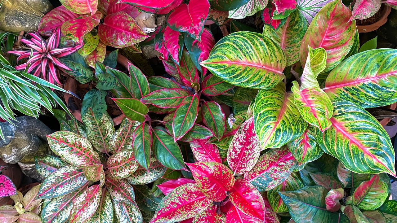 Plantas para dentro de casa especialistas indicam essas 7 espécies