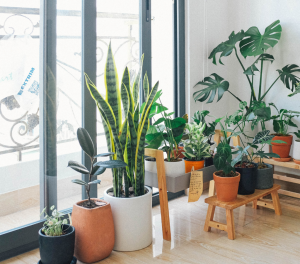 plantas que sobrevivem o ano inteiro