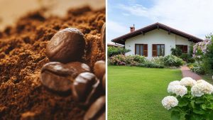 Truque da borra de café está deixando gramados mais verdes em tempo recorde