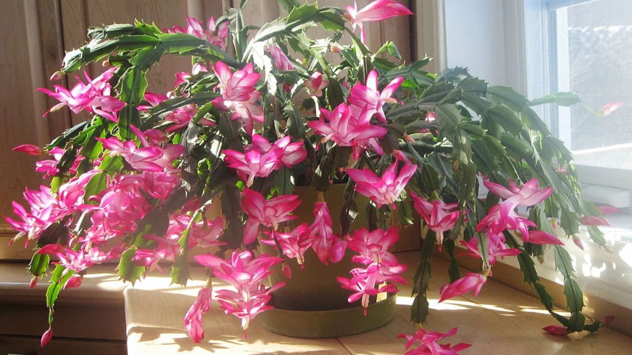 flor-de-maio bastante florida