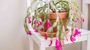 flor-de-maio em vaso de cerâmica