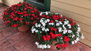 planta impatiens em vasos