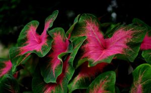 Caladium bicolor plantas de interior