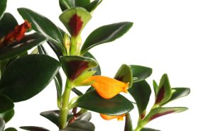 Columeia Peixinho plantas de interior