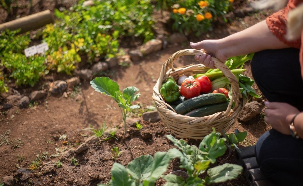 Dicas para cultivar a horta no frio