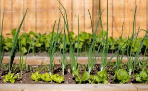 Dicas para cultivar sua horta caseira no frio