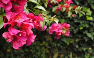 Bugambilia flores coloridas para o jardim
