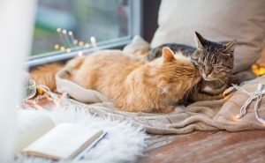Cantinho para gato no inverno