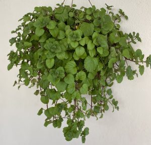 Plantas feng shui dinheiro dólar
