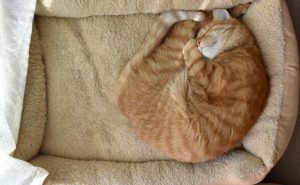 gato no inverno